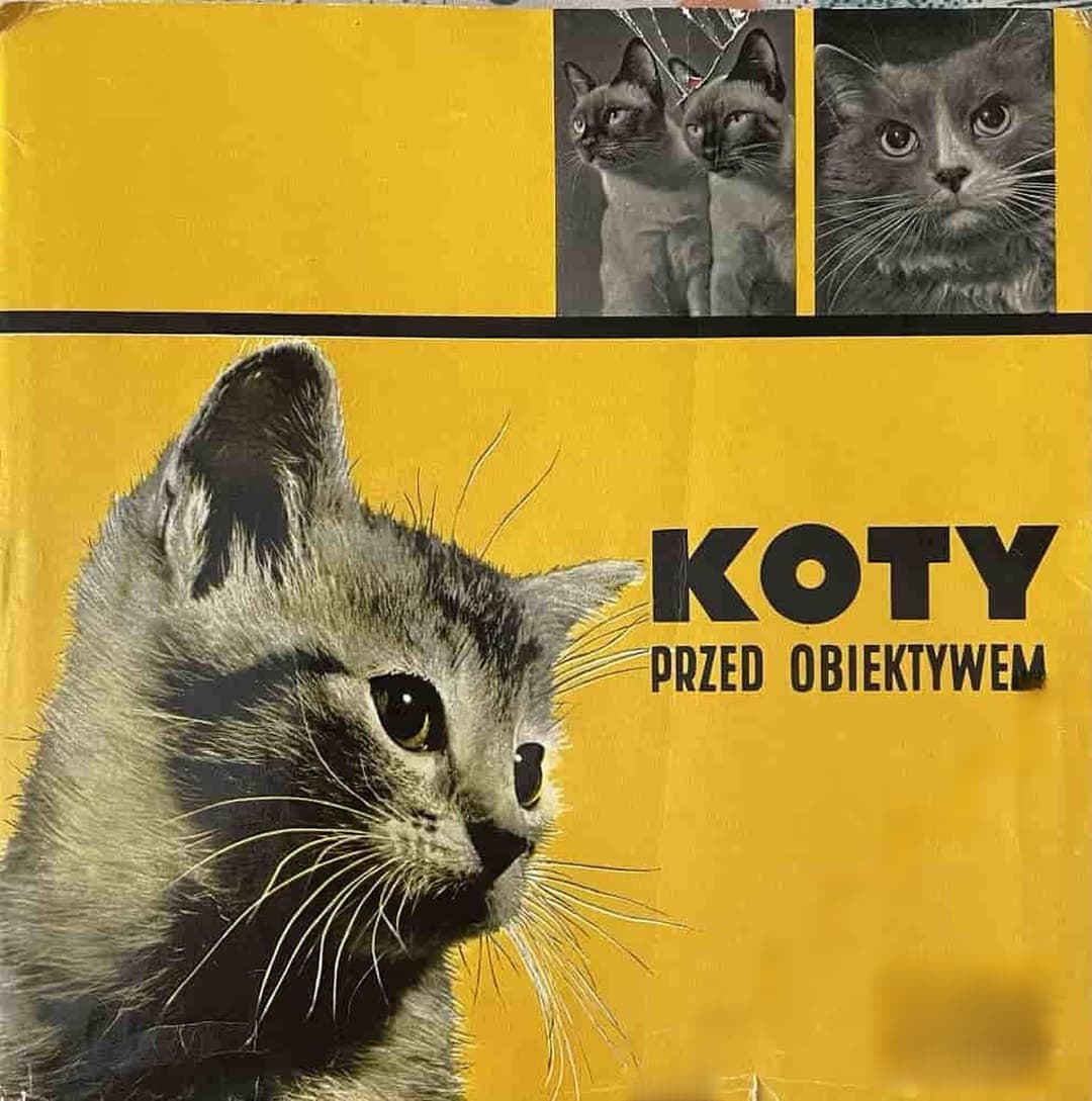 Koty przed obiektywem — cover